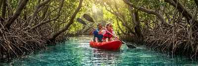 Mangrove kayaking